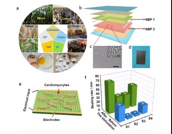 前沿丨生物全可吸收纯天然材料摩擦纳米发电机